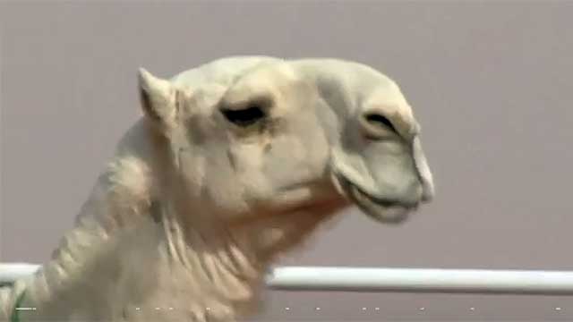 vacker-kamel