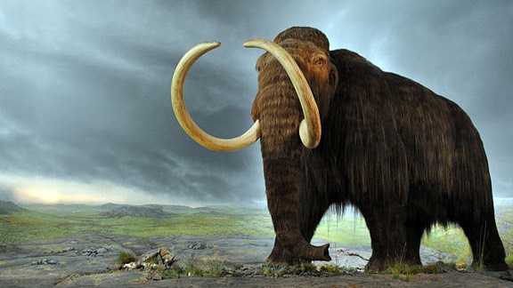 640px-Woolly_mammoth-2
