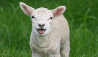 'Bä, bä, vita lamm' problematisk enligt norsk vegangrupp
