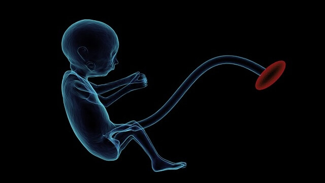 fetus-1788082_640 (1)