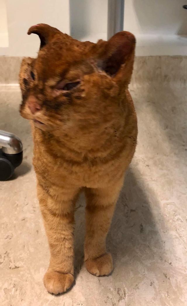 katt2mod
