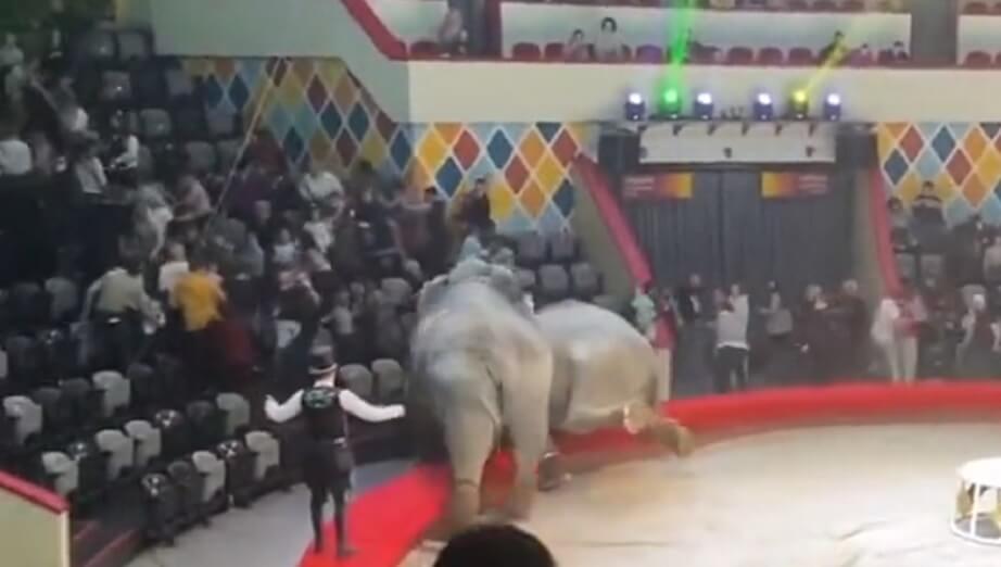 cirkus elefanter kazan