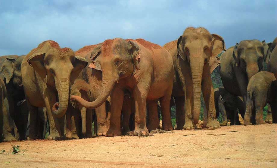 asiatiska-elefanter-bild-Neilmanda-wikimedia