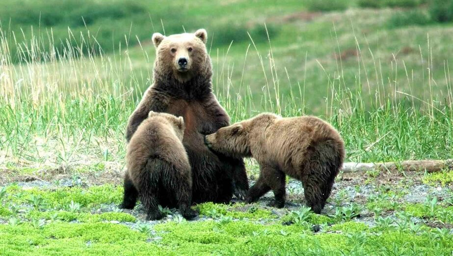 björnar