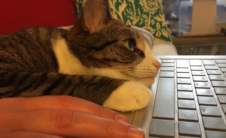 dator laptop tangentbord katt