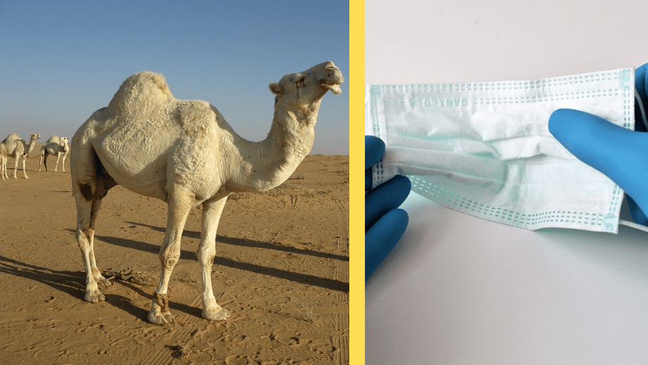 kamelinfluensa