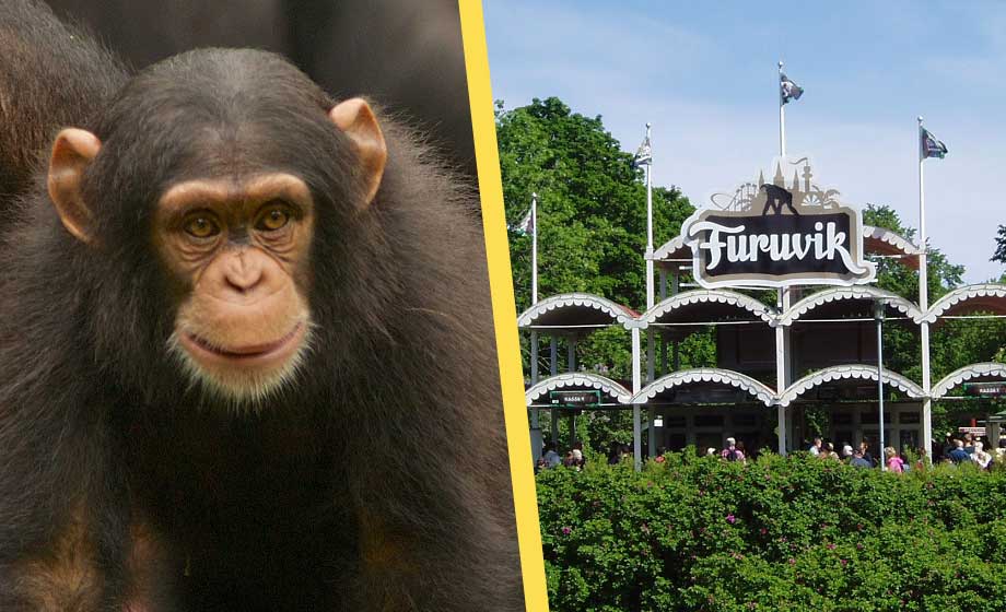 schimpans-furuviksparken