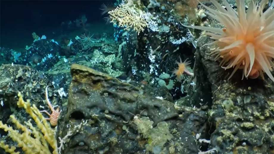 korallrev-djuphavs-galapagos